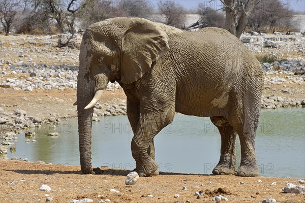 African Elephant (Loxodonta africana)