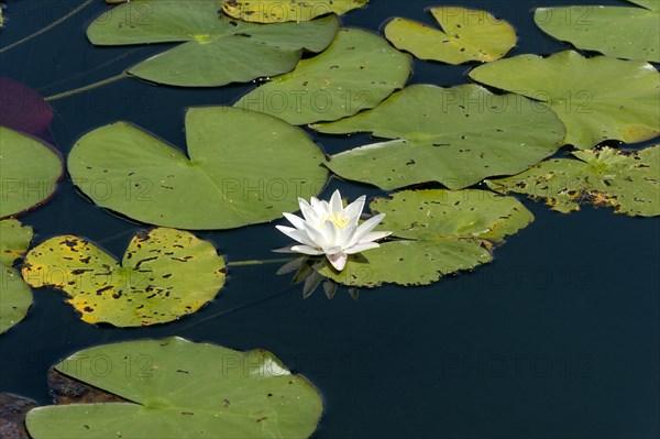 White water lilies (Nymphaea alba)