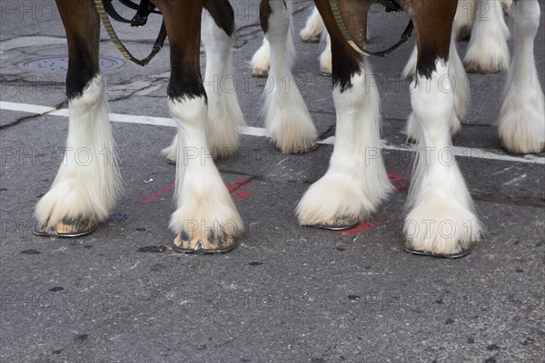 Feet of the Budweiser Clydesdales in Detroit's Thanksgiving Day Parade