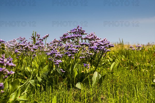 Common Sea Lavender (Limonium vulgare)