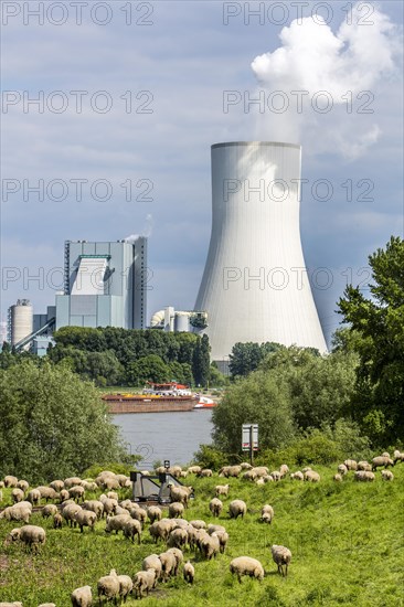 Sheep on the pasture in front of the Walsum STEAG power plant
