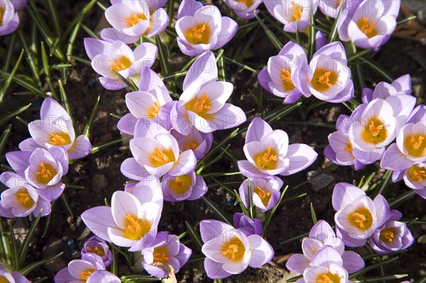 Sieber's Crocus (Crocus sieberi firefly)