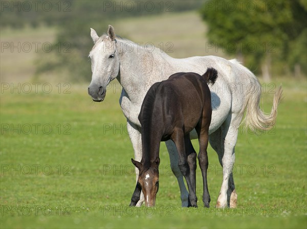 Horses