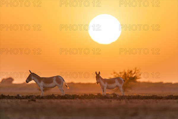 Onager or Asiatic wild ass (Equus hemionus)