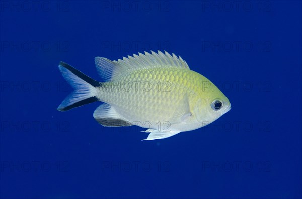 Philippines Chromis (Chromis scotochiloptera)