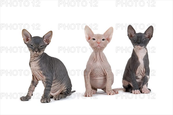 Three Don Sphynx kittens