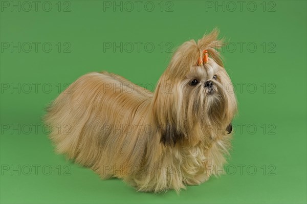 Shih Tzu female