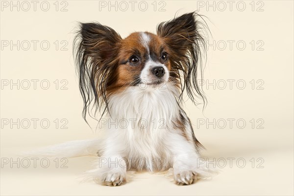 Papillon dog