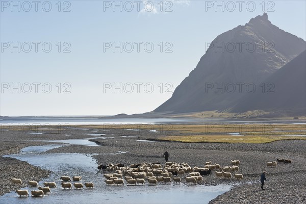 Sheep are rounded up on foot