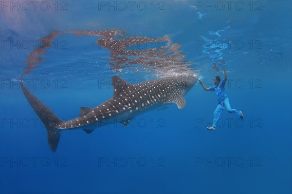 Whale shark (Rhincodon typus) Bohol Sea