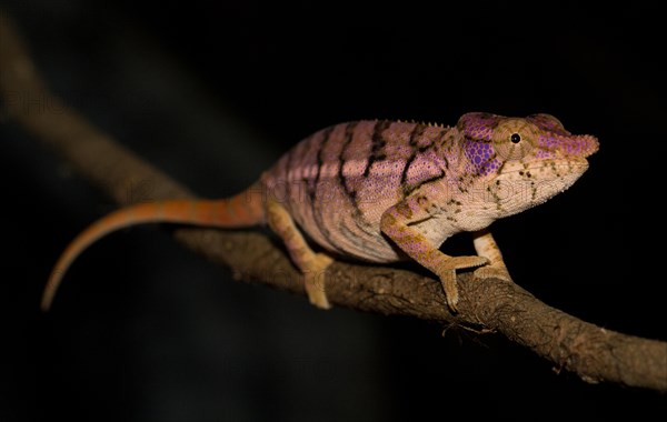 Rhinoceros Chameleon (Furcifer rhinoceratus) in the dry forests of Ankarafantsikas