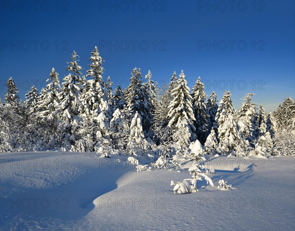 Snow-covered winter landscape