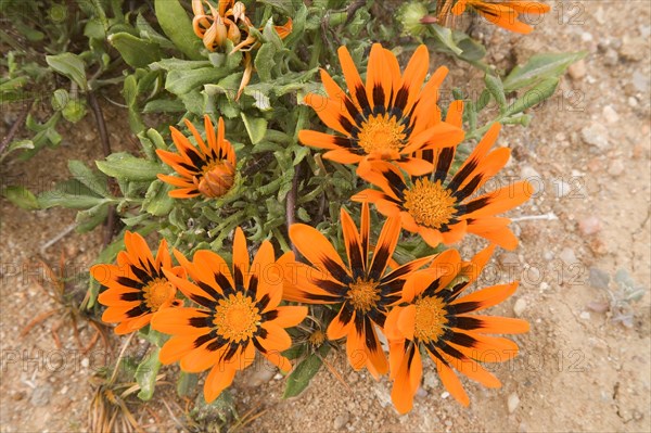 Gazanias (Gazania spec.)