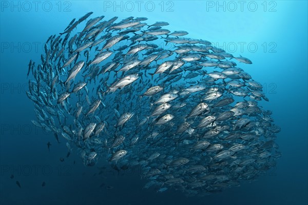 Swarm Bigeye trevallies (Caranx sexfasciatus)