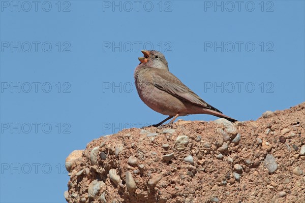 Trumpeter Finch (Bucanetes githagineus) adult male