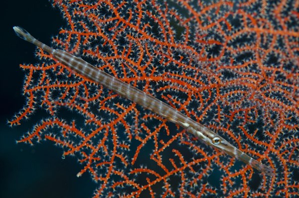 Trumpetfish (Aulostomus chinensis)