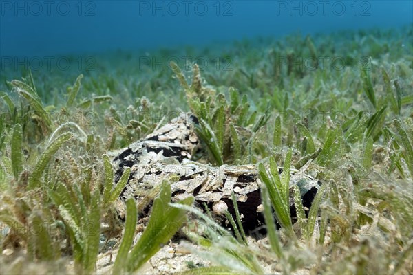 Sea cucumber (Actinopyga miliaris) camouflaged with leaves of the seagrass meadow