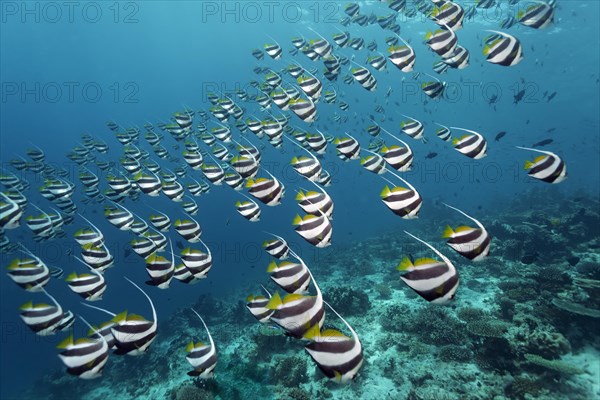 School of Schooling Bannerfish (Heniochus diphreutes) over a coral reef