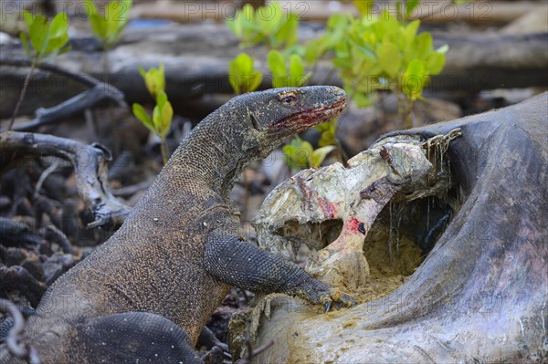 Komodo Dragon (Varanus komodoensis) feeding on the carcass of a wild buffalo that died in the mangrove area