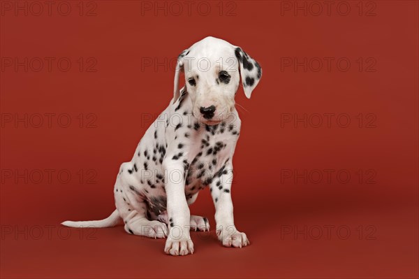 Dalmatian