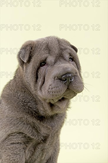 Shar Pei puppy