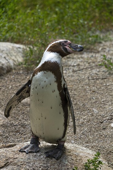 Humboldt Penguin