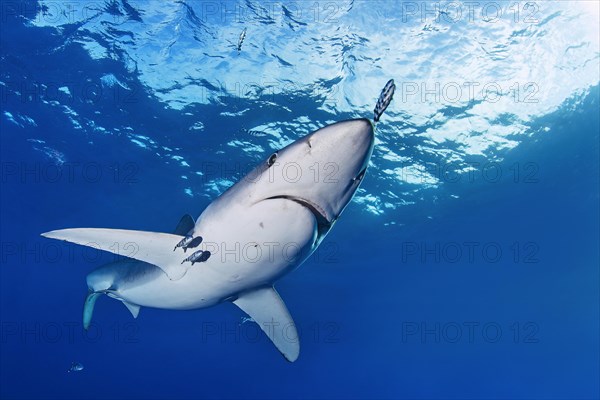 Blue Shark (Prionace glauca)