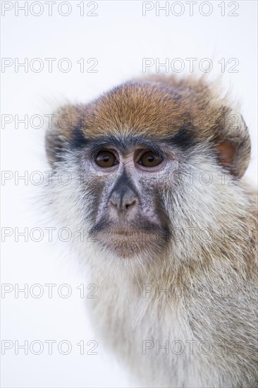 Patas Monkey (Erythrocebus patas)