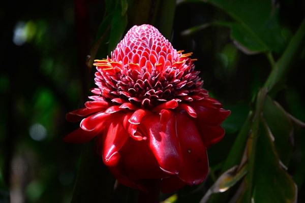 Torch Ginger (Etlingera elatior)