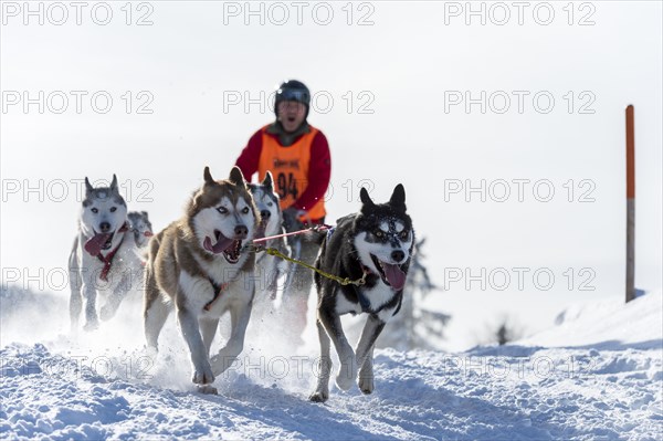 Sled dog racing