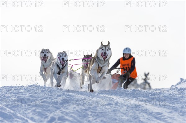 Sled dog racing