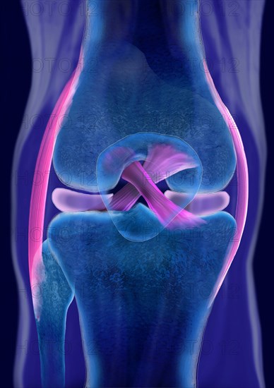 The cruciate ligament of a healthy knee