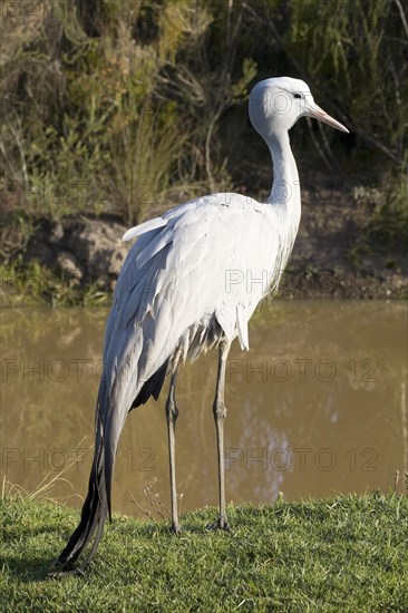 Blue crane (Anthropoides paradiseus)