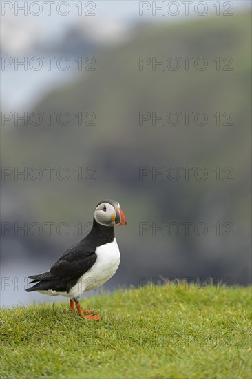 Atlantic Puffin (Fratercula arctica) adult