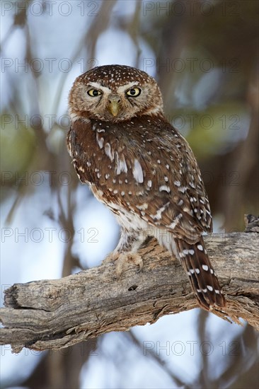 Pearl-spotted Owlet (Glaucidium perlatum) adult