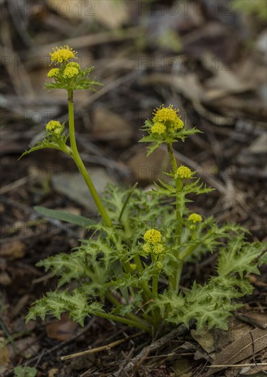 Laceleaf sanicle (Sanicula laciniata)