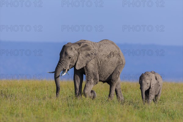 African elephants (Loxodonta africana)