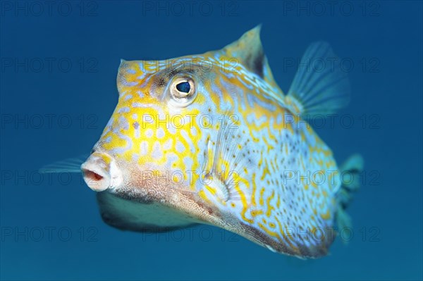 Humpback turretfish (Tetrosomus gibbosus)