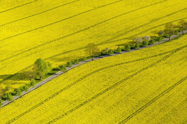 Blooming rapeseed fields avenue
