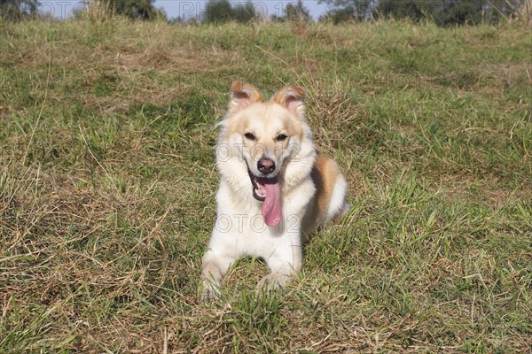 Collie Labrador mix