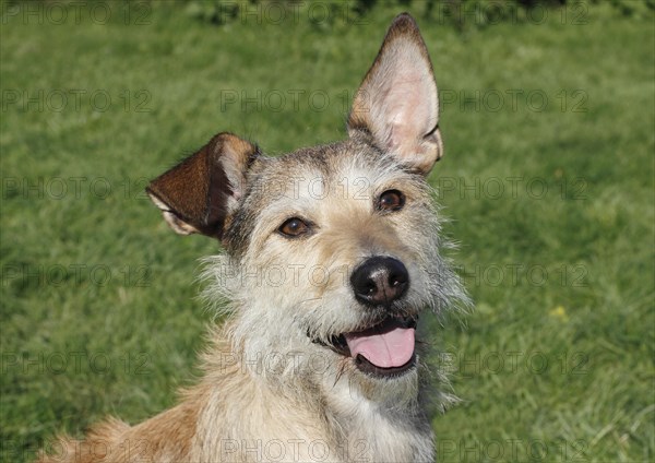 Podenco Terrier crossbreed