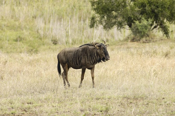 Blue Wildebeest (Connochaetes taurinus)