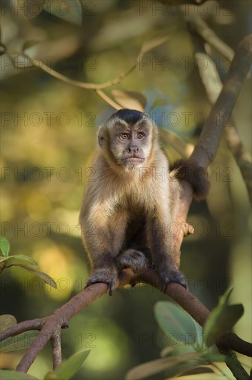 Tufted Capuchin (Cebus apella)