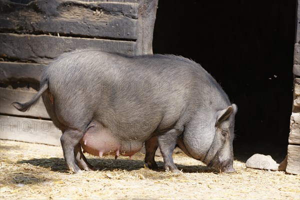 Vietnamese potbelly pig