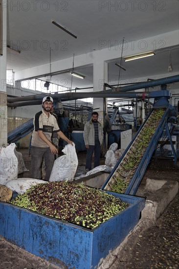 Man emptying bags of olives into containers