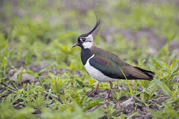 Lapwing (Vanellus vanellus)