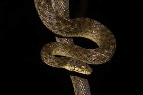 Malagasy cat-eyed snake (Madagascarophis colubrinus)