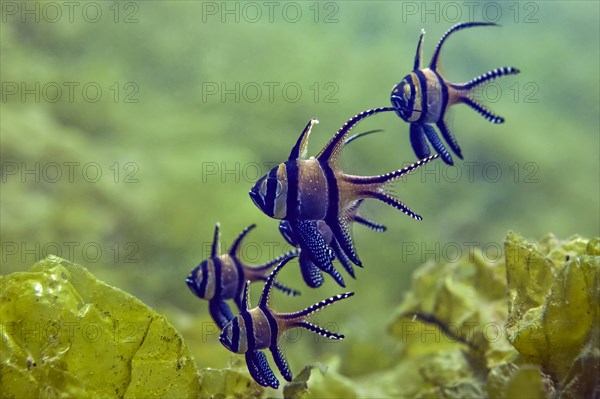 Banggai cardinalfish (Pterapogon kauderni) group