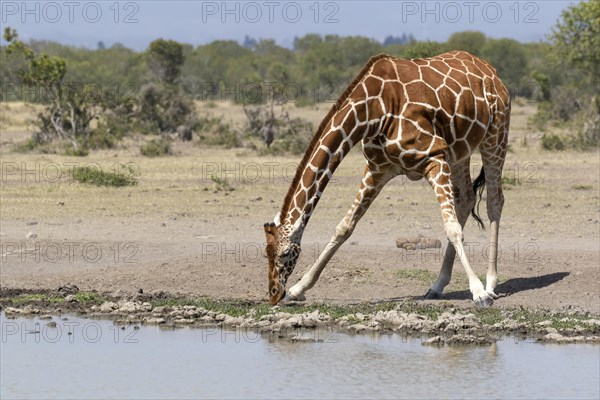 Reticulated Giraffe (Giraffa camelopardalis reticulata) adult