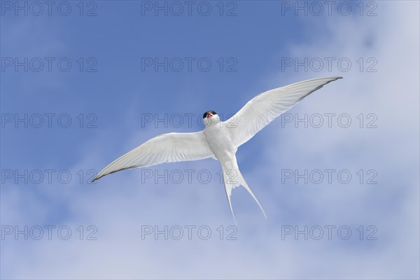 Arctic Tern (Sterna paradisaea) adult